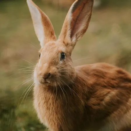 Gasthuis Pri Piecke A Restauracia